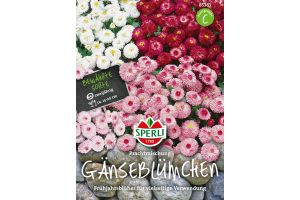 Gänseblümch. Prachtmix