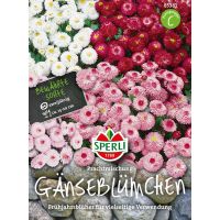 Gänseblümch. Prachtmix