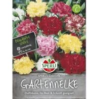 Gartennelken. Colorista