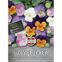 Hornveilchen. Sorbet Mix