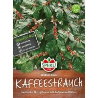 Kaffeebaum. Rösti