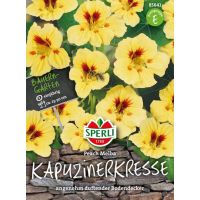 Kapuzinerkr. Peach Melba