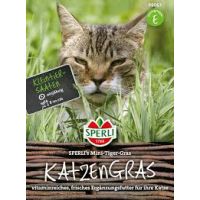 Katzengras.Mini-Tiger-Gras