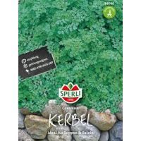 Kerbel. Commun