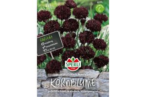 Kornblumen. Black Beauty