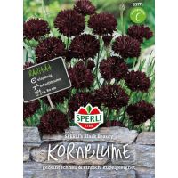Kornblumen. Black Beauty