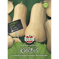 Kürbis Early Butternut / Avalon F1