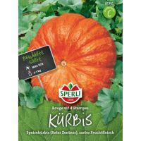 Kürbis. Rouge´Etampes