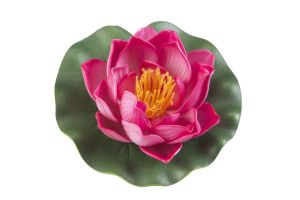 Lotus foam fuchsia 10cm - afbeelding 1