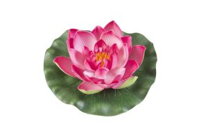 Lotus foam fuchsia 17cm