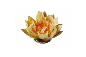 Lotus geel 17cm