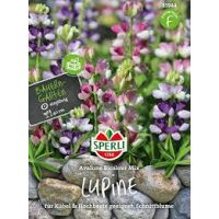 Lupine Avalune Bicoour Mix