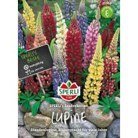 Lupinen. Zauberkerzen