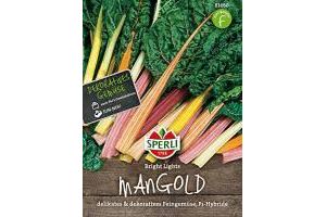 Mangold Bright Lights