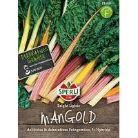 Mangold Bright Lights