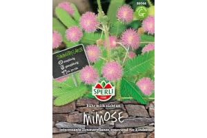 Mimosen. Rühr mich nicht