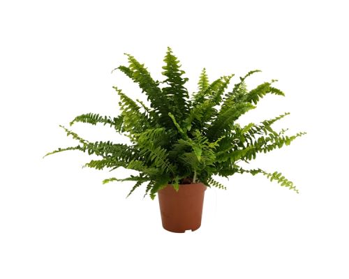 Nephrolepis Green Lady - afbeelding 2