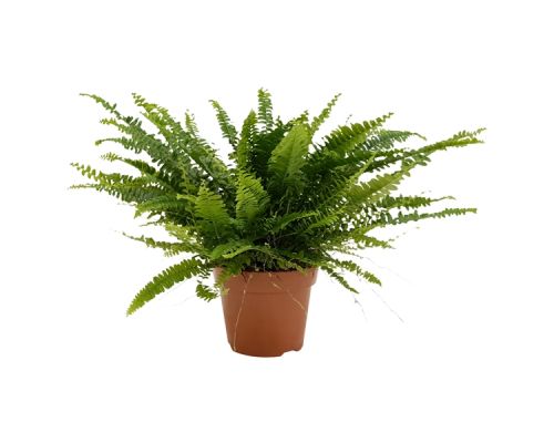 Nephrolepis Green Lady