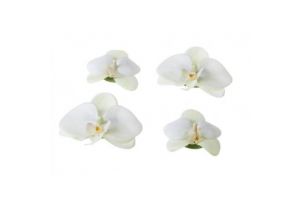 Orchid wit 7/9cm