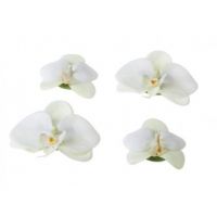 Orchid wit 7/9cm