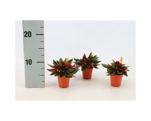 Peperomia Rosso - afbeelding 2