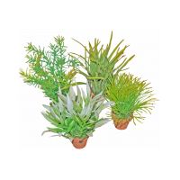 Plant in pot 12cm ass