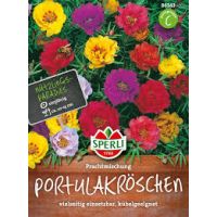 Portulakröschen. Prachtmi.