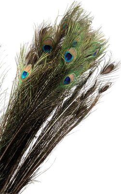 Basic Feather Peacock L100-110