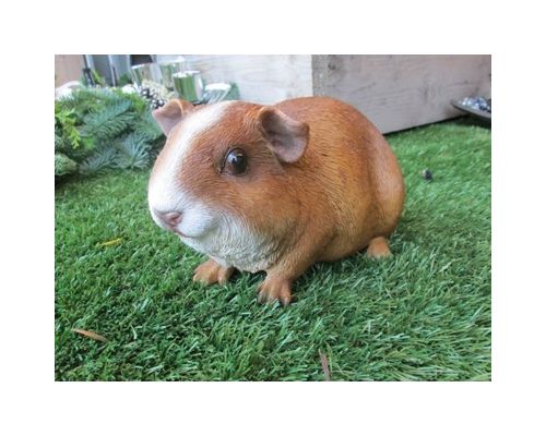 Cavia groot