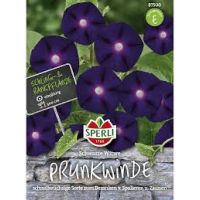 Prunkwin. Schwarze Witwe