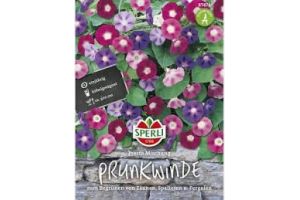 Prunkwinden. Presto Mix