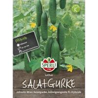 Salatgurken. Lothar