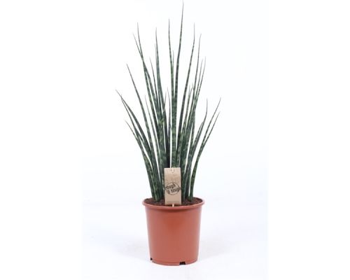 Sansevieria Fernwood Mikado