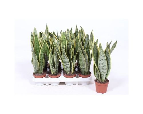 Sansevieria Laurentii