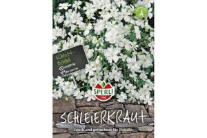 Schleierkraut weiß