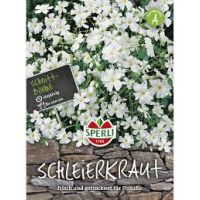 Schleierkraut weiß
