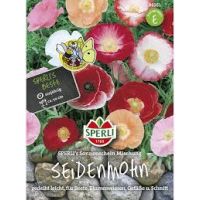 Seidenmohn. Sonnensch.