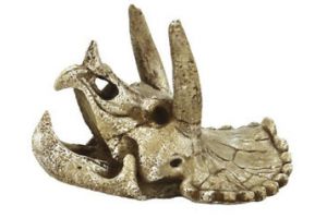 SF Skull Triceratops M