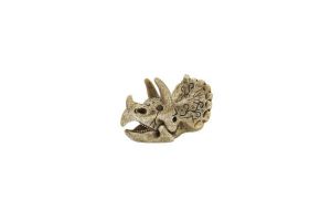 SF Skull Triceratops S