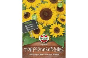 Sonnenblumen. Big Smile