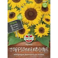 Sonnenblumen. Big Smile