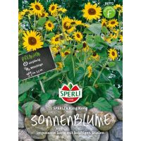 Sonnenblumen. King Kong