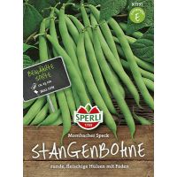 Stangenbohnen. Blauhilde