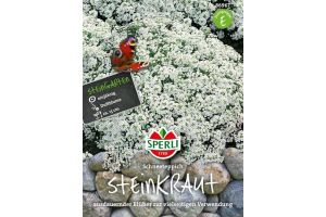 Steinkraut. Schneeteppich