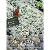 Steinkraut. Schneeteppich