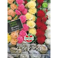 Stockrosen. Prachtmix
