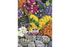 Strandflieder. Colorita Mix