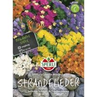 Strandflieder. Colorita Mix