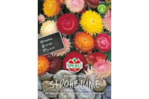 Strohblumen. Koloss Mix