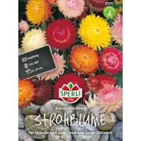 Strohblumen. Koloss Mix